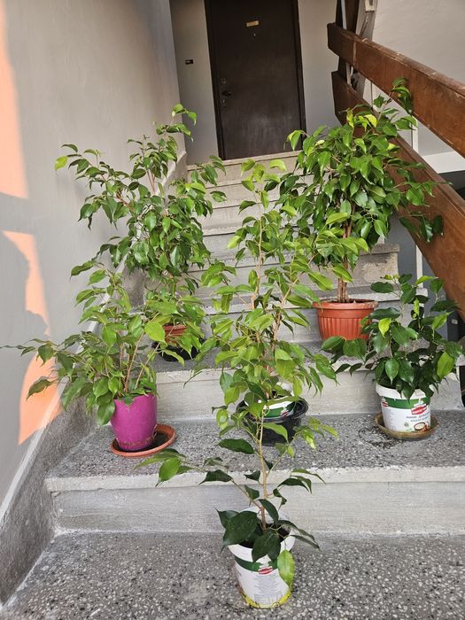 Цветята Бенджамин и Индрише