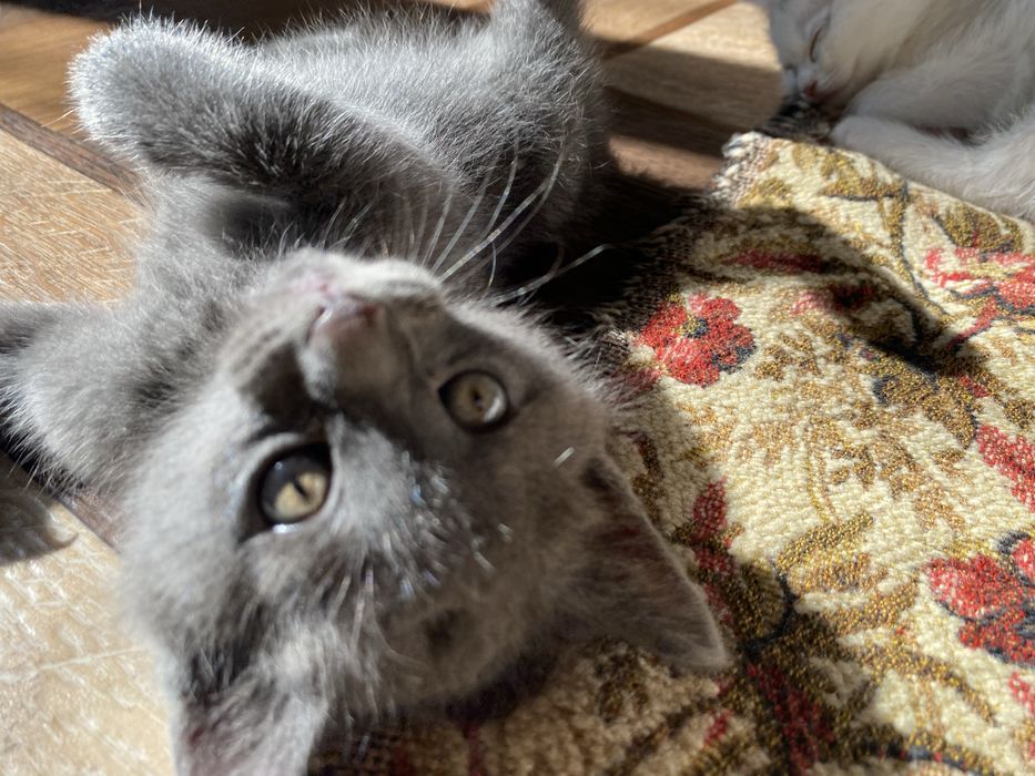 Котенок мальчик  , мама британка!