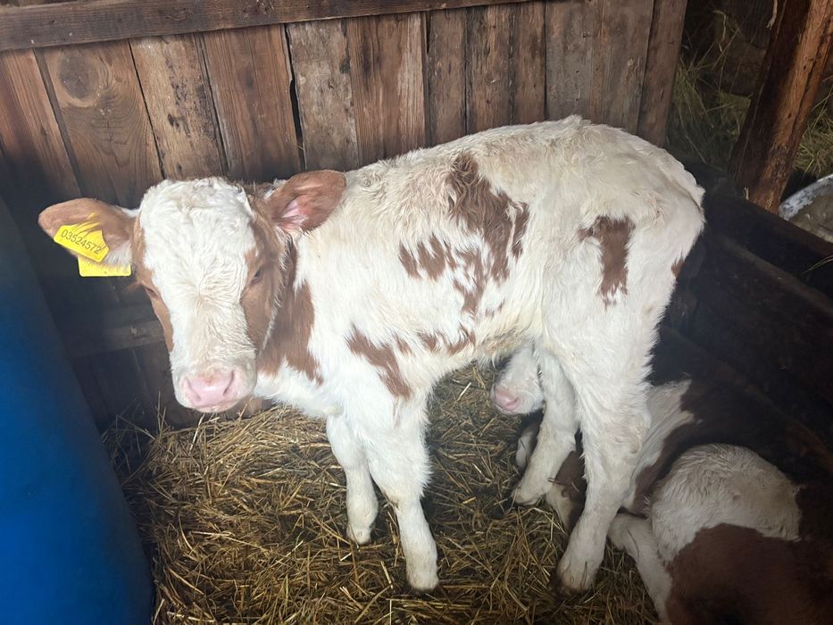 Продам телят 5 штук