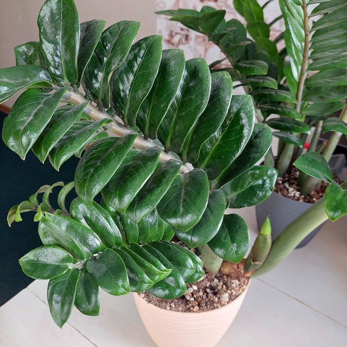 Замиакулькус Зензи