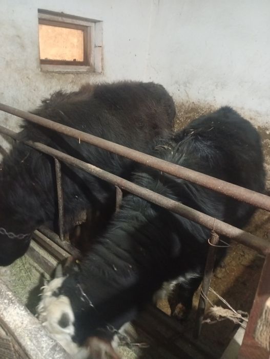 бұқалар сатамын семиз