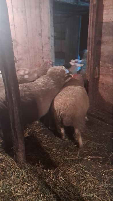 Vand oi sterpe grase