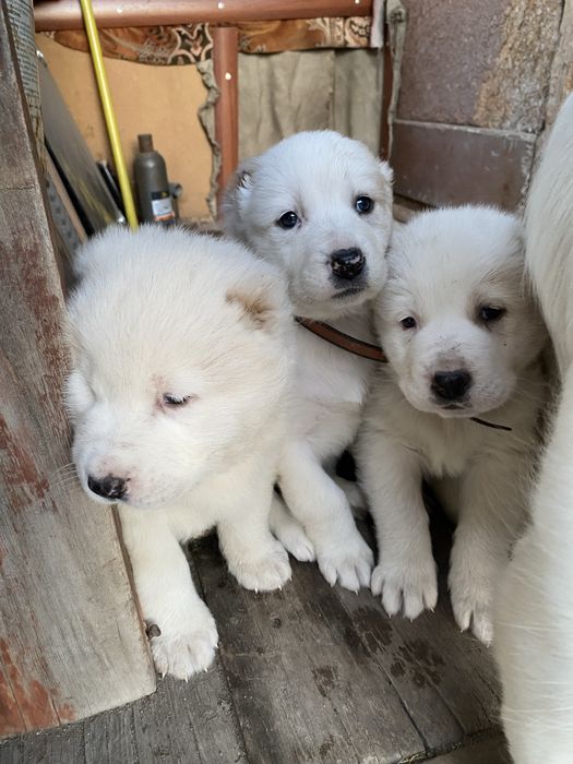 Продам Щенки Алабая