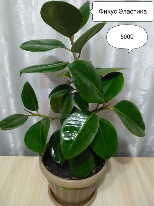 Продам комнатные растения