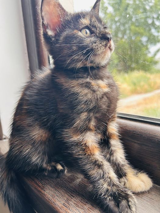 Кошечка в добрые руки