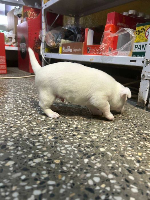 Продавам Мини Пинчер и Пинчер