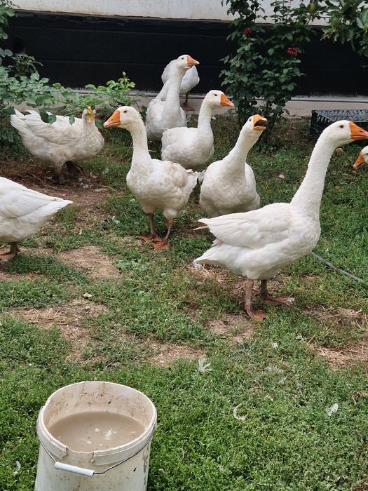 Гуси домашние молодые