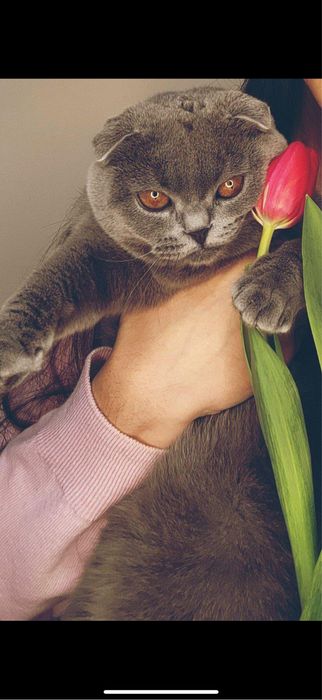 Премиум Котята на продажу