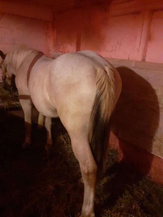 Vând manza de cuminte de 1 an și 8 luni și învățată la caruta