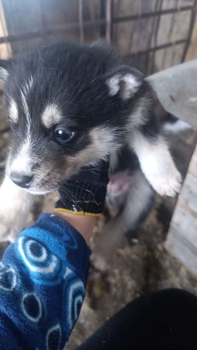 Продам Щенков  хаски