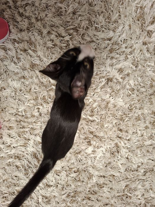 Adoptie motănel 3 luni