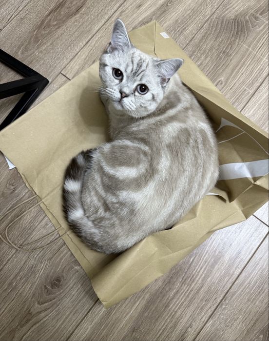 Кот скоттиш страйт