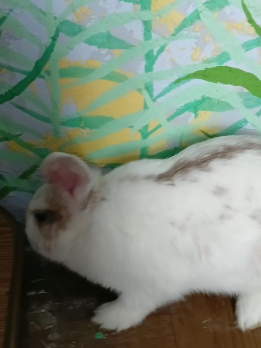 Отдам кролика девочку 5 месяцев.