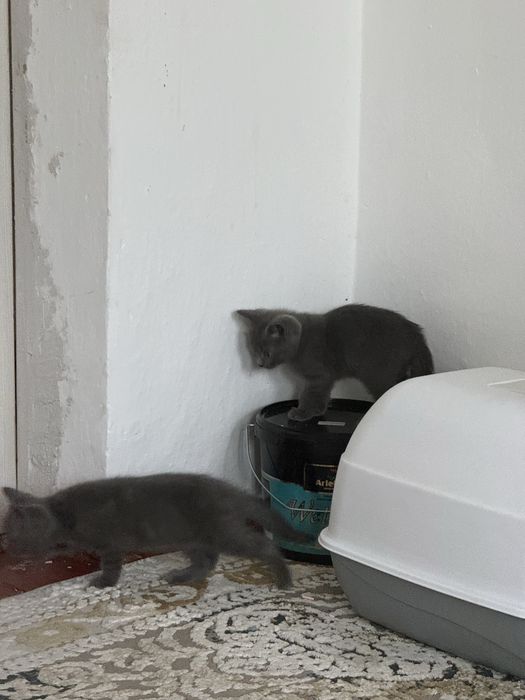 Отдам котят в хорошие руки