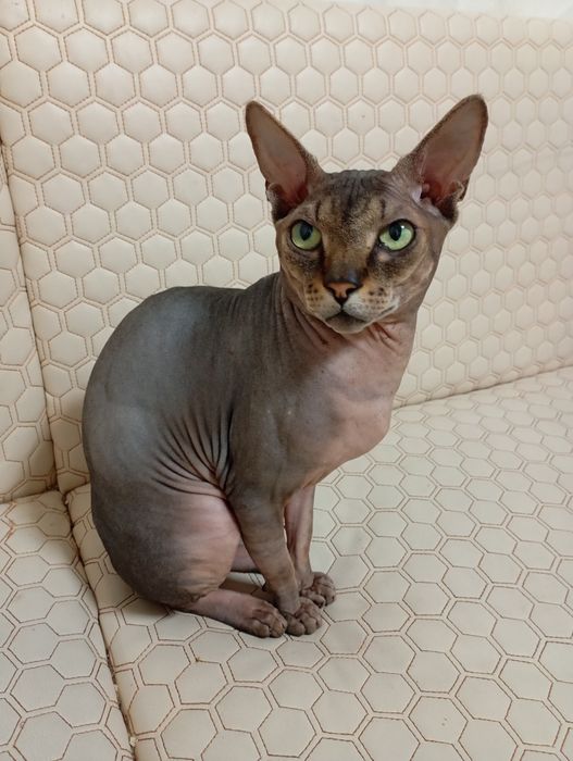 Вязка канадский сфинкс Алматы