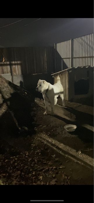 Продам алабай сао