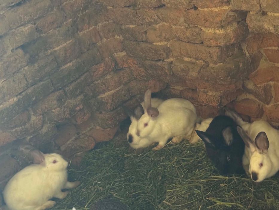 Vând iepurașI preț 50 de lei bucata mai multe detalii la nr 0774088159