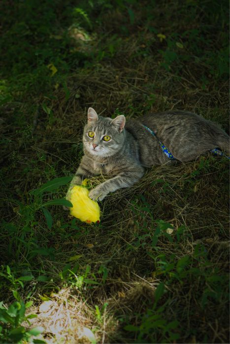 Кошка (8 мес) ищет дом