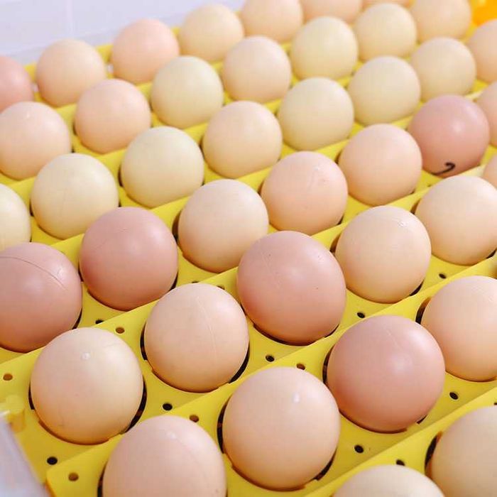 Incubator automat OVOBOX-63 găină, prepelita, gâscă, rață NOU