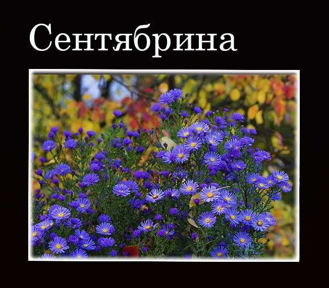 Цветы многолетники