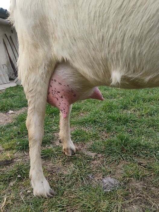 Tapisor anglonubian cu nobila germana