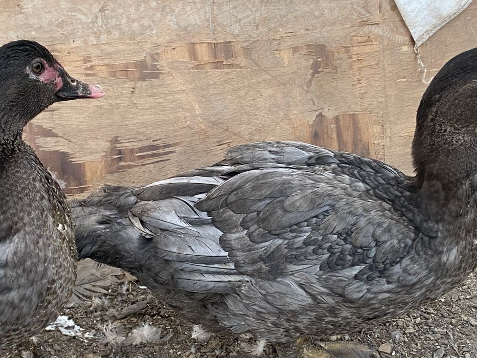 Лавандовые селезень шипуны