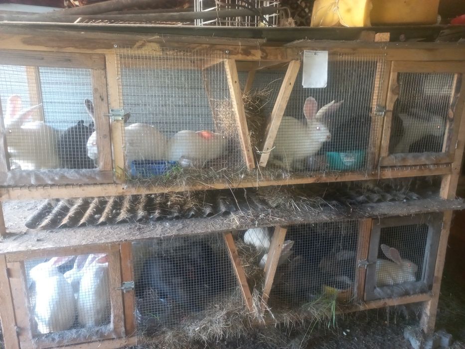 Продам молодых кролов и кролих