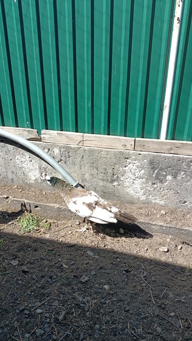 Павлин мальчик молодой