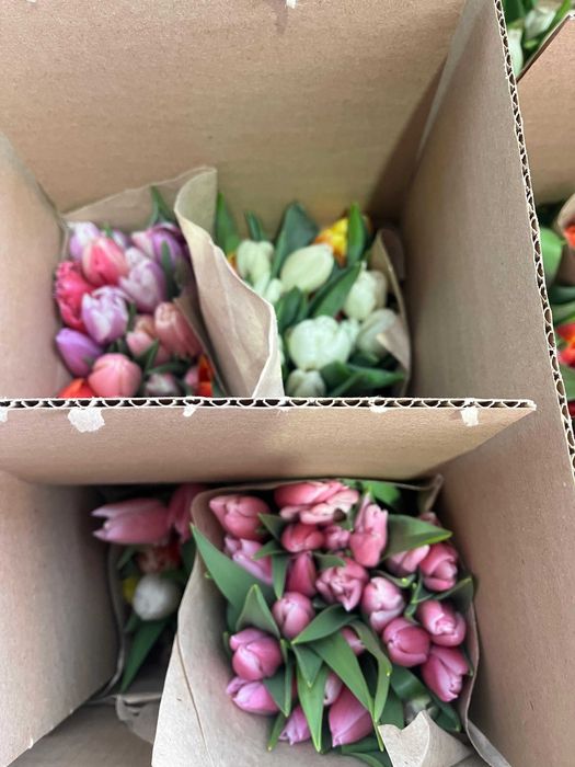 тюльпаны оптом, в розницу 600