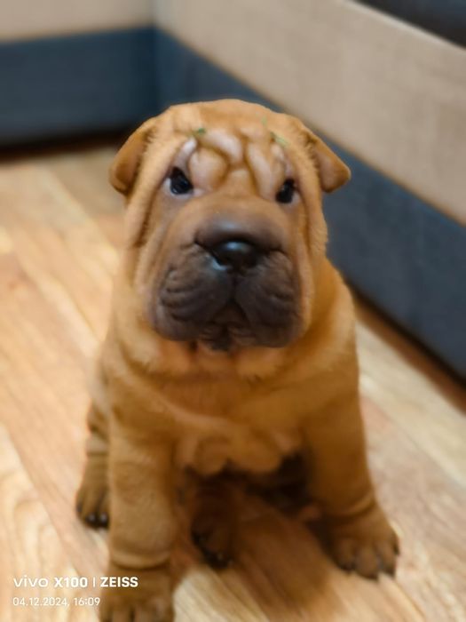 Очаровательный щенок шарпея.