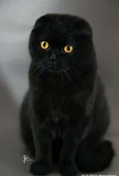 Кошка вислоушка бесплатно