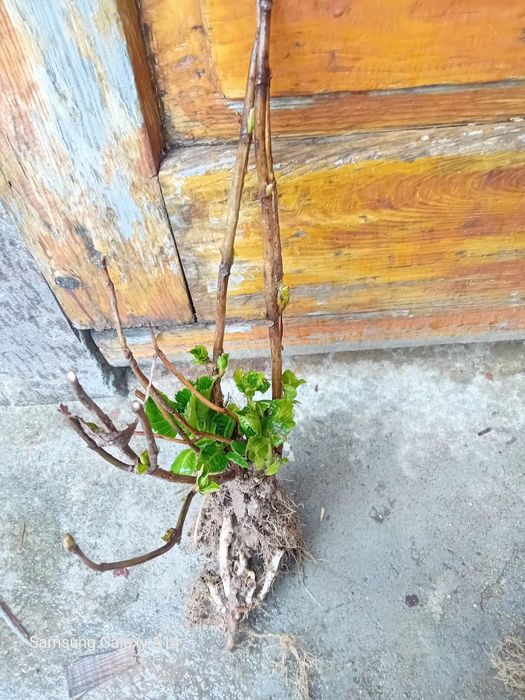 Хортензия  Розова