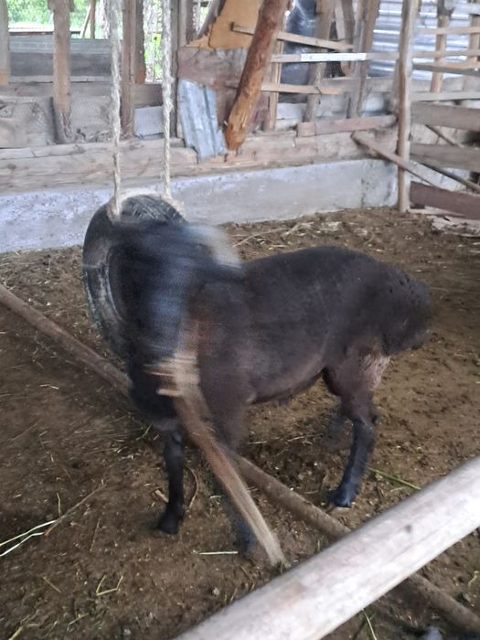 Tagalar sotiladi qurbon hayiti uchun boqilgan