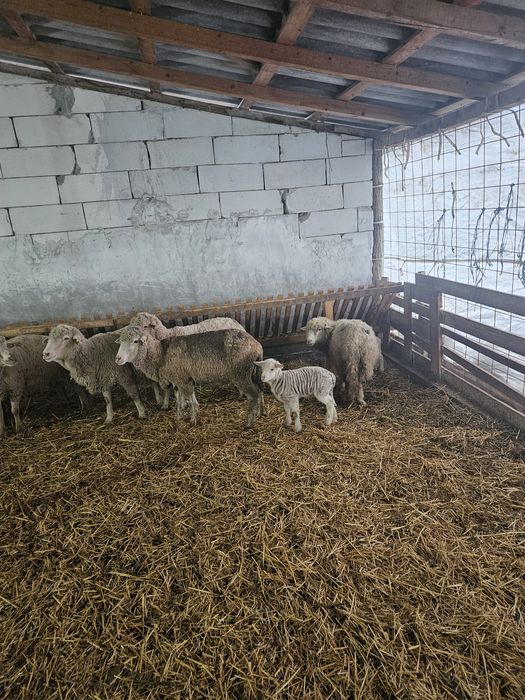 Oi  gestante de vanzare