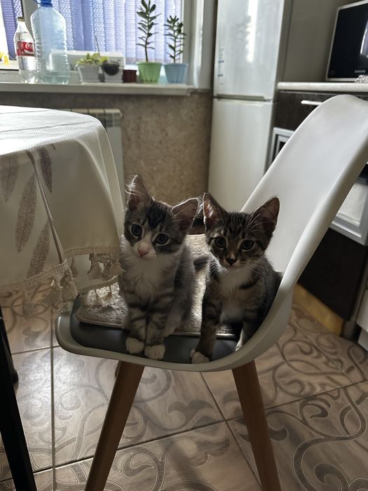 Отдам котят мальчишки 3 мес
