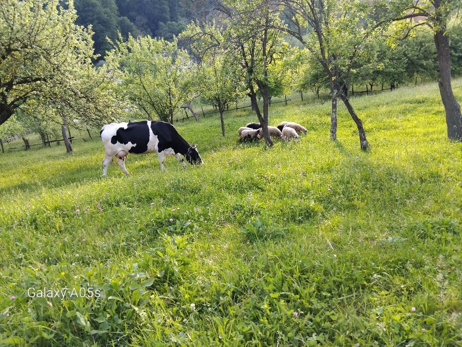 Mieluțe de vânzare.