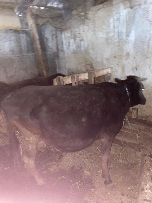 Продам коров……..