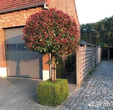 Фотиния йирик баргли
Йирик баргли ф