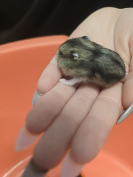 Продавам Мини Хамстери