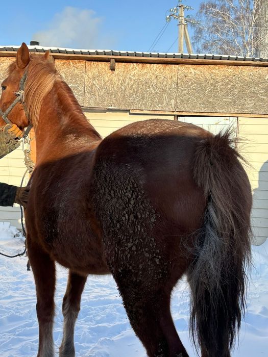 Продам лошадь с откорма
