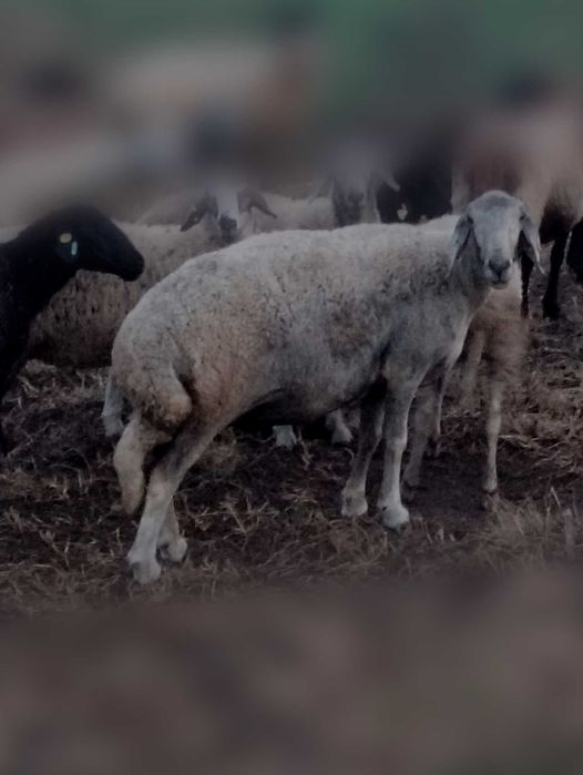 Vând 10 oi caracula