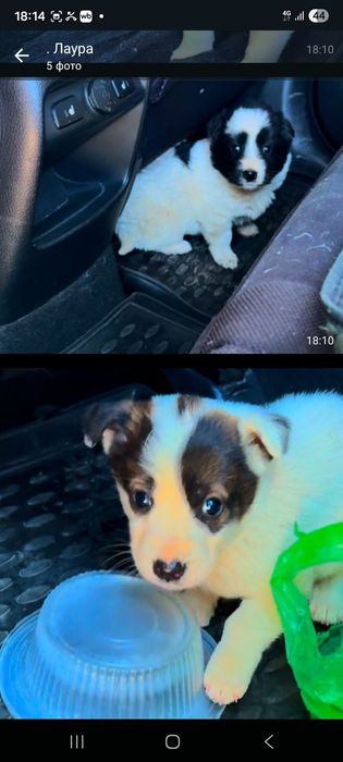 Щенки мальчики 3 мес