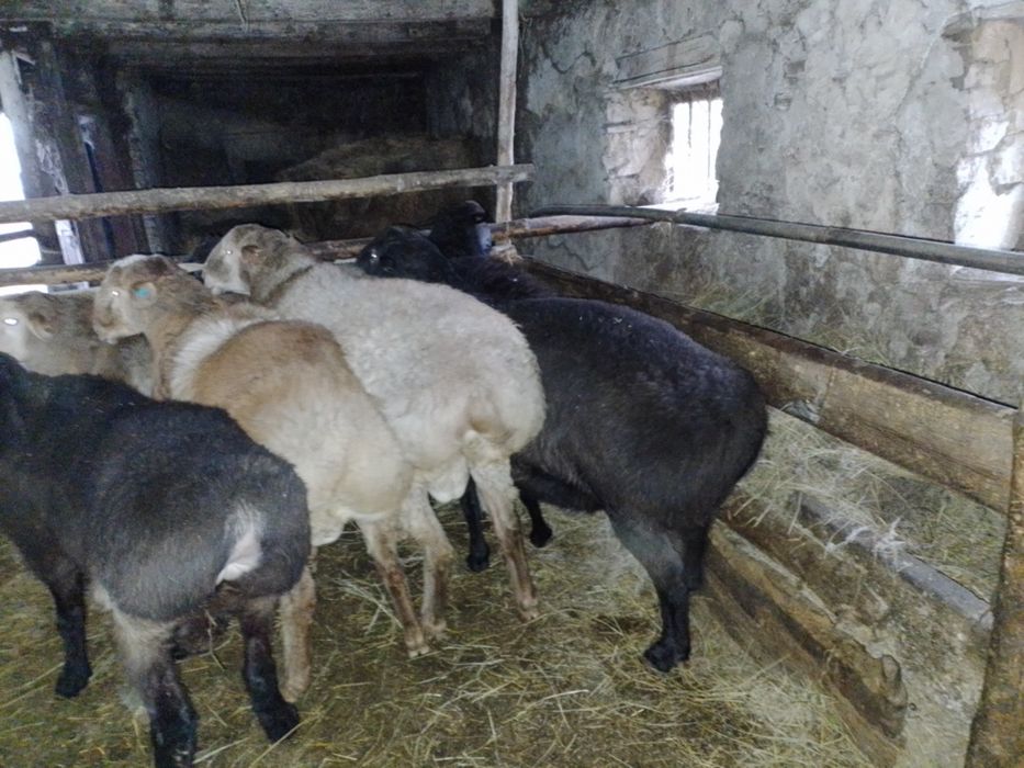Продам кошкаров едильбайские