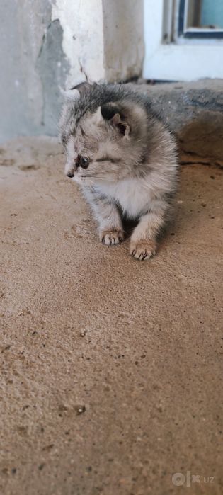 Scottish fold ona bola mushuk sotiladi