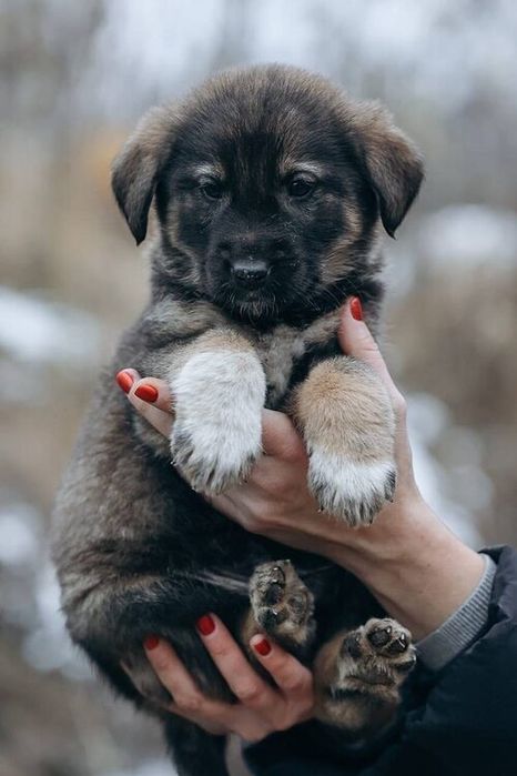Шенки ищут дом..
