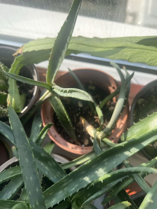 Алоэ вера оптом 4 штуки=1500 тенге