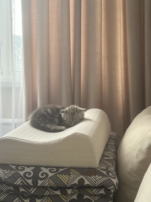 Отдам кота в хорошие руки