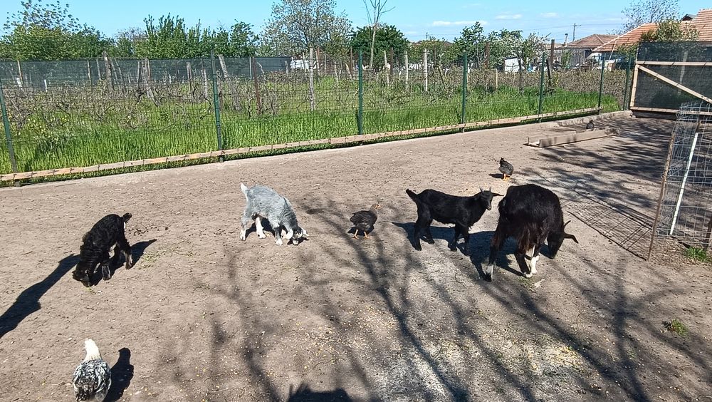 4 capre tinere cu iezi și 1 țap