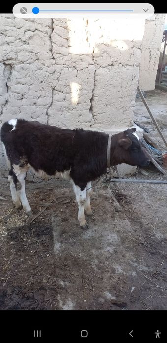 Ona bola sigir sotiladi bolasi buqacha
