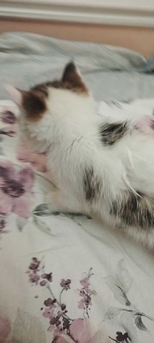 Котёнок  2 месяца